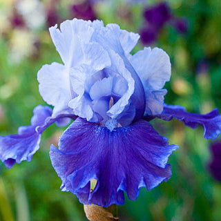 Marisposa Wizard Reblooming Bearded Iris