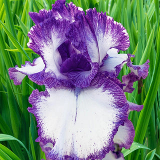 Presby Crown Jewel Bearded Iris