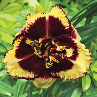 Tiger Blood Reblooming Daylily