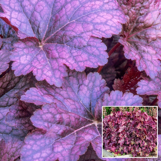 Palace Purple Heuchera