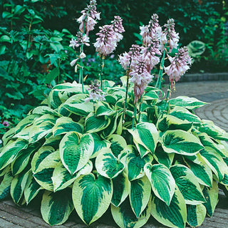 Wide Brim Hosta