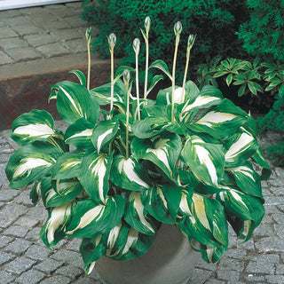 Hosta Mediovariegata