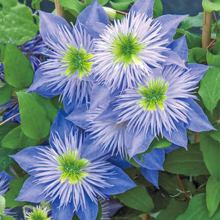 Crystal Fountain Clematis