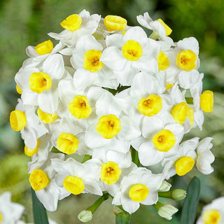 Tazetta Daffodils