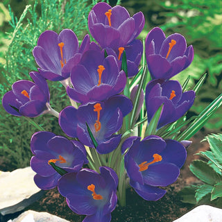 Flower Record Giant Dutch Crocus