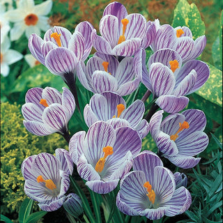 Pickwick Giant Dutch Crocus