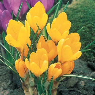 Yellow Mammoth Giant Dutch Crocus