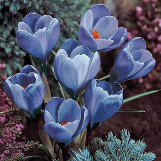 Remembrance Giant Dutch Crocus