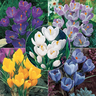 Giant Dutch Crocus Collection