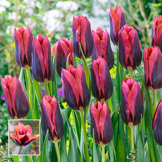 Tulip Slawa