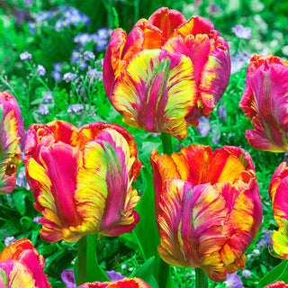 Parrot Tulip Bulbs