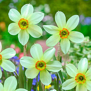 Emerald Kiss Daffodil