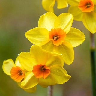 Falconet Daffodil