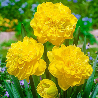 Eastertide Daffodil