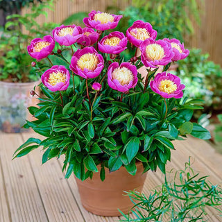 Bowl of Beauty Peony