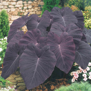 Black Magic Elephant Ears