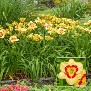 Monterrey Jack Daylily