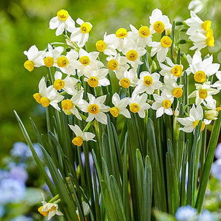 Canaliculatus Daffodil