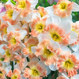 Mallee Daffodil