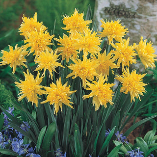 Rip Van Winkle Daffodil