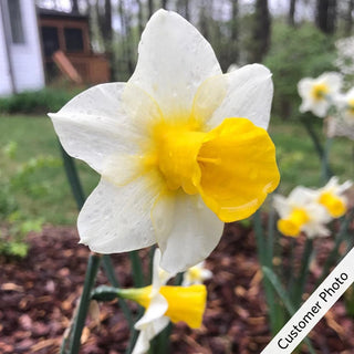 Golden Echo Daffodil