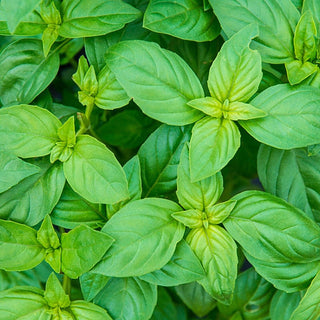 Sweet Basil Herb Plant