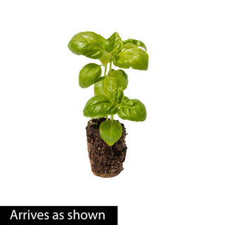 Sweet Basil Herb Plant