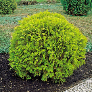 Golden Globe Arborvitae Hedge