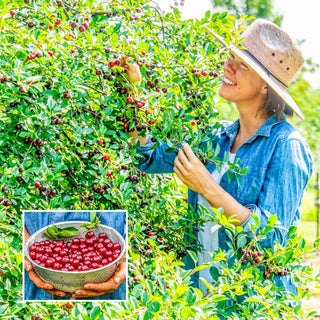 Carmine Jewel Cherry Bush