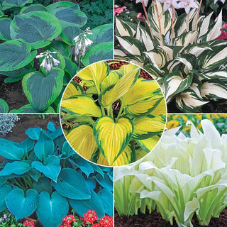 Exotic Colour Hosta Collection