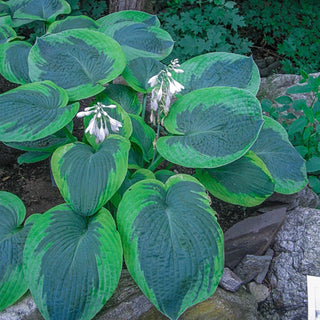 Exotic Colour Hosta Collection