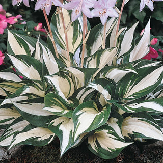 Exotic Colour Hosta Collection