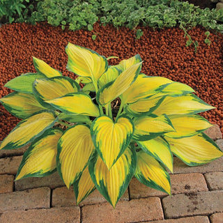 Exotic Colour Hosta Collection