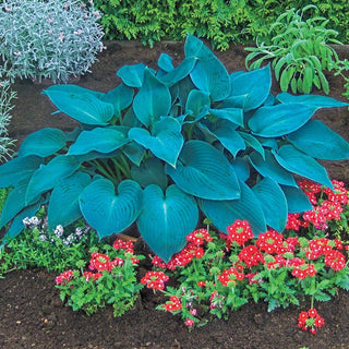 Exotic Colour Hosta Collection