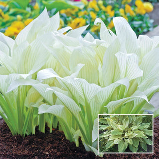 Exotic Colour Hosta Collection