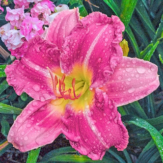 Stolen Treasure Daylily