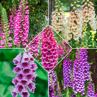 Foxglove Collection