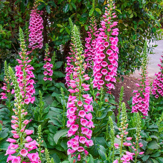 Foxglove Collection