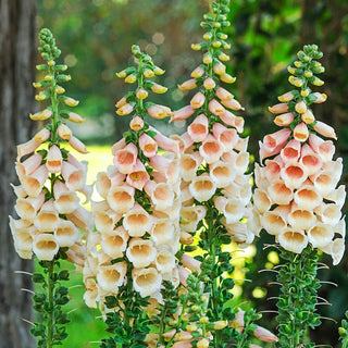 Foxglove Collection