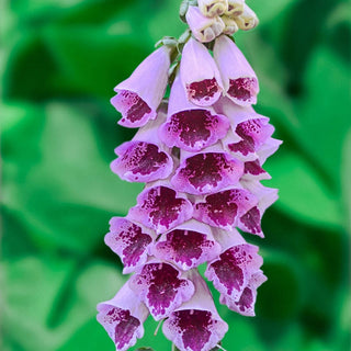 Foxglove Collection