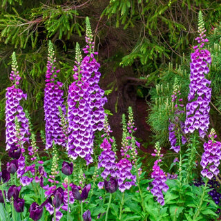 Foxglove Collection