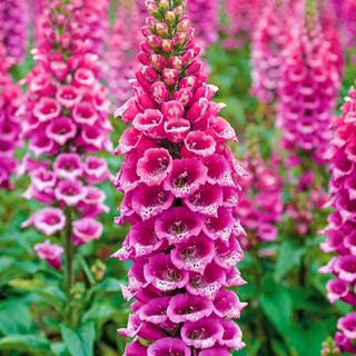 Foxglove Collection