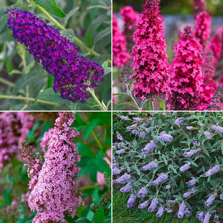 Monarch Butterfly Bush Collection