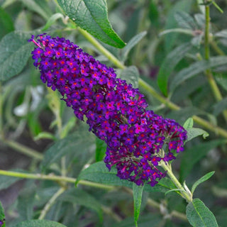 Monarch Butterfly Bush Collection