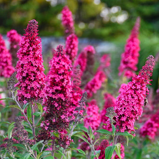 Monarch Butterfly Bush Collection