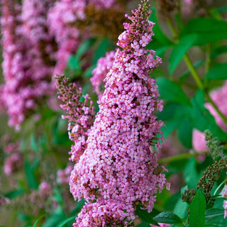 Monarch Butterfly Bush Collection