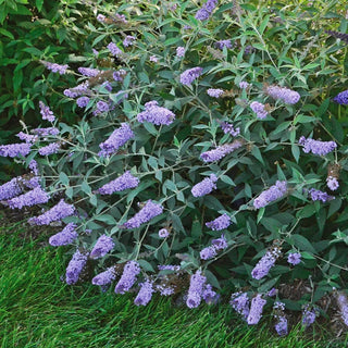 Monarch Butterfly Bush Collection