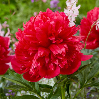 Belgravia Peony