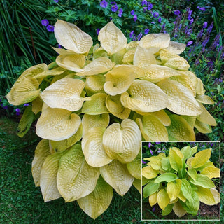 Glad Tidings Hosta