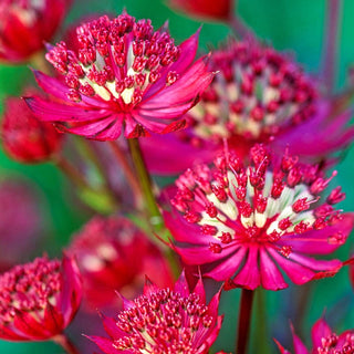 Ruby Wedding Astrantia